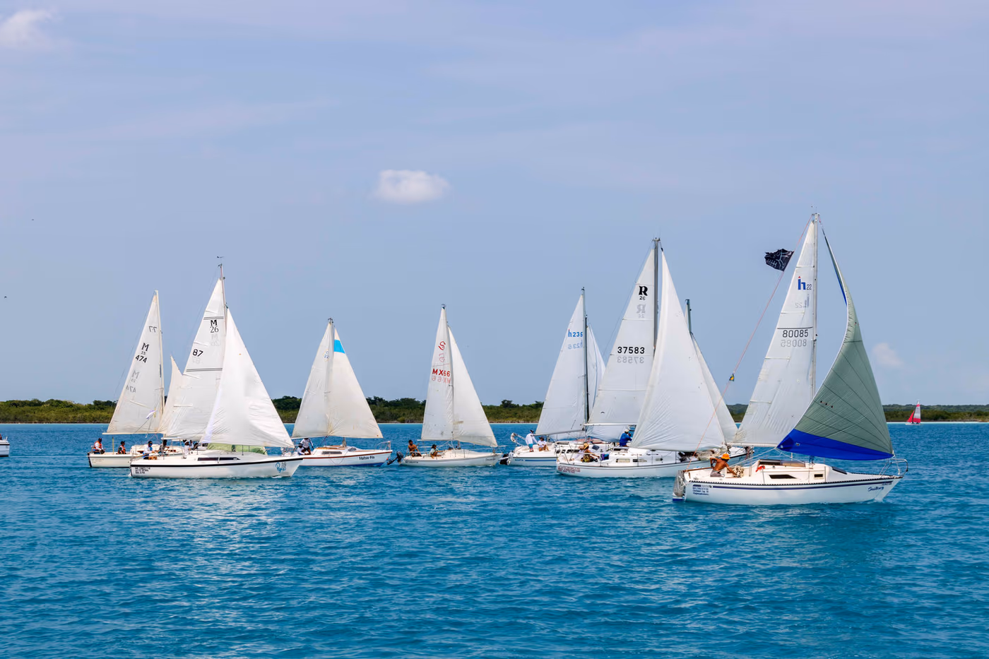 Fleet of sailboats racing on Bacalar lagoon
