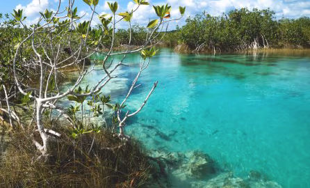 Manglares a la orilla de la laguna de Bacalar