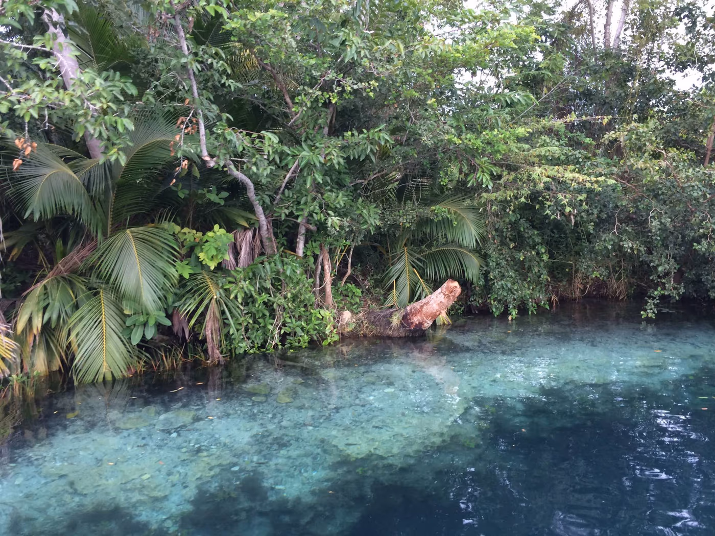 Orilla de selva sobre el agua cristalina de la laguna